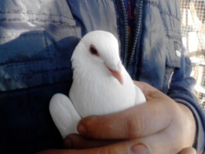 2 - Porumbei voiajori albi
