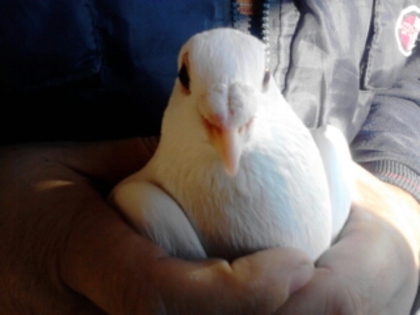 3 - Porumbei voiajori albi