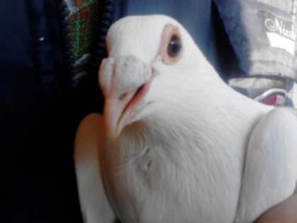 5 - Porumbei voiajori albi