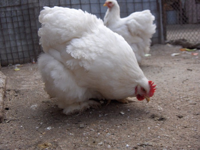 Picture 015 - Cochinchina Alb Urias