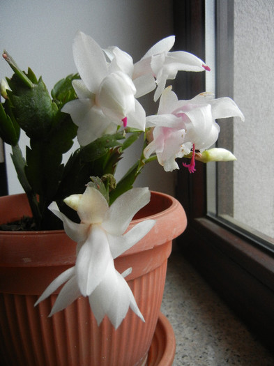 White Schlumbergera (2012, Nov.17)