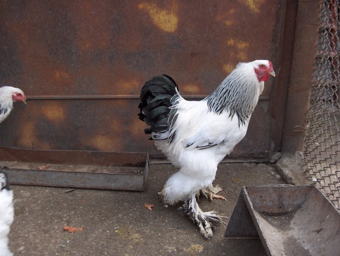 Picture 035 - Brahma Herminat Deschis