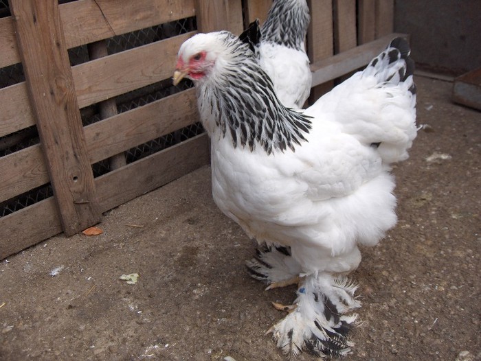 Picture 036 - Brahma Herminat Deschis