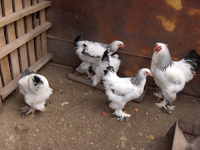 Picture 037 - Brahma Herminat Deschis