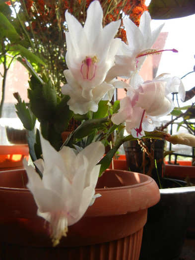 White Schlumbergera (2012, Nov.18)