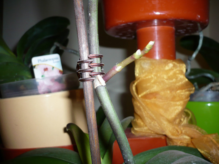 P1020502 - orhidee noimbrie 2012