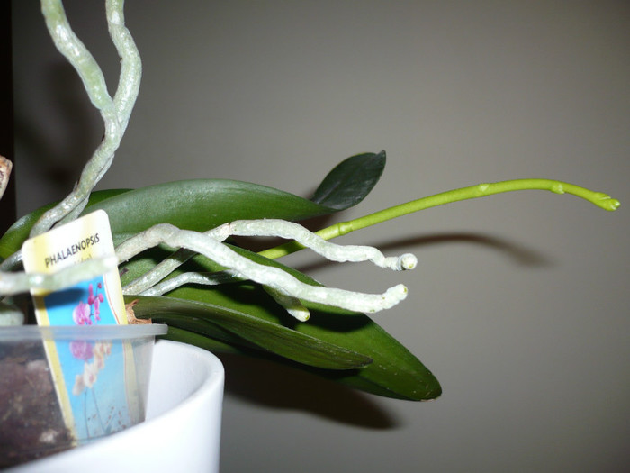 P1020503 - orhidee noimbrie 2012