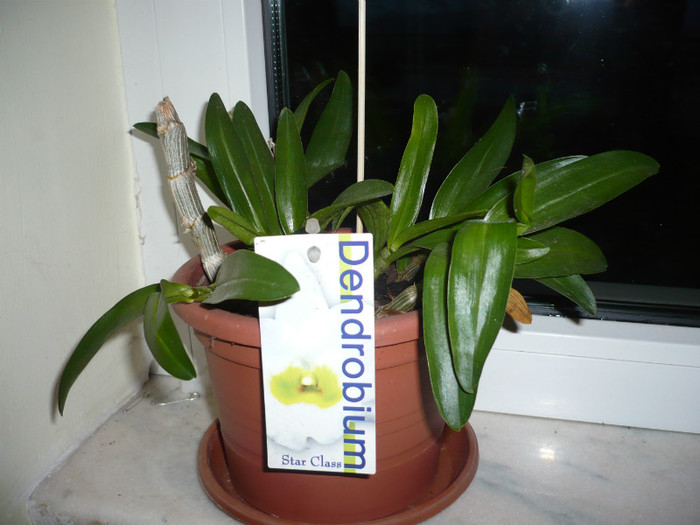 P1020506 - orhidee noimbrie 2012