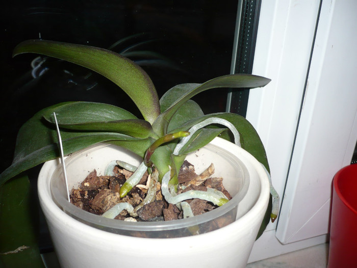 P1020507 - orhidee noimbrie 2012