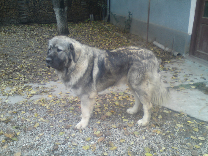 BRUNO 1,5 ANI