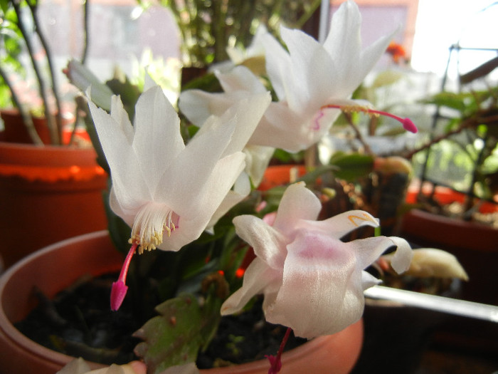 White Schlumbergera (2012, Nov.18) - Schlumbergera White