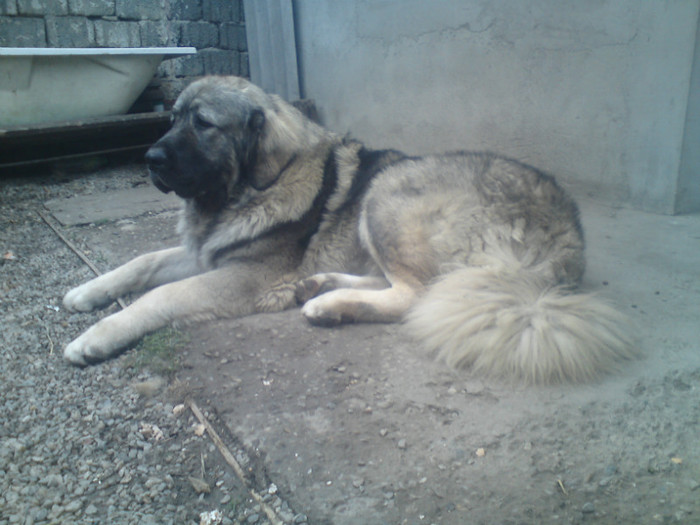 BRUNO 1,5 ANI