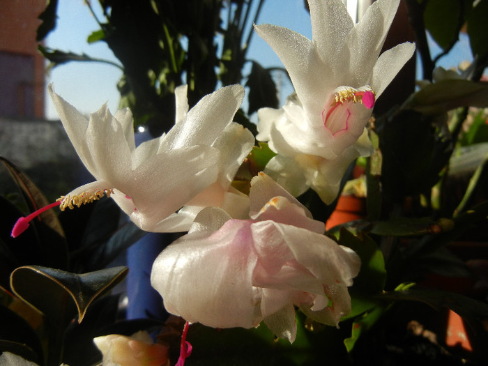 White Schlumbergera (2012, Nov.18)