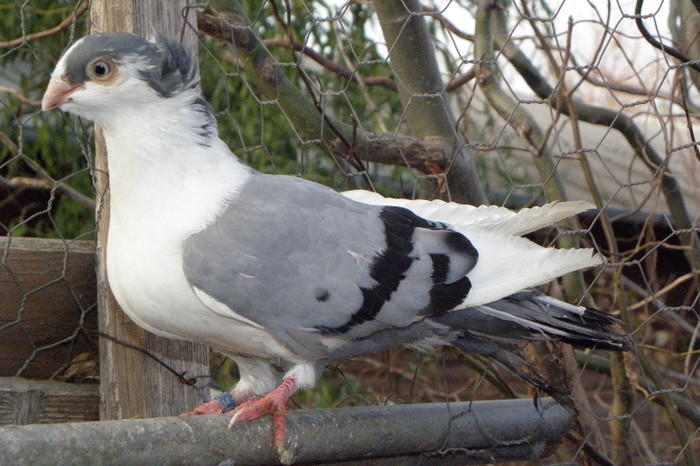 13g.m(2012)