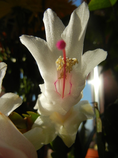 White Schlumbergera (2012, Nov.18) - Schlumbergera White