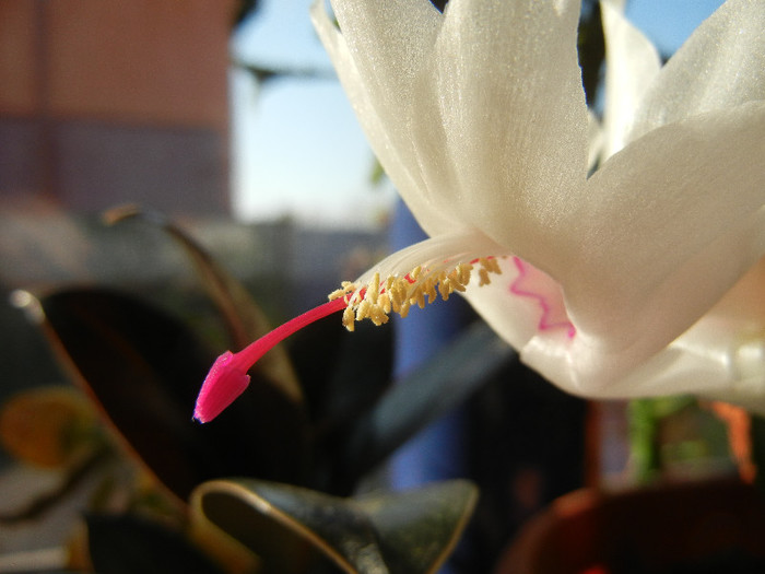 White Schlumbergera (2012, Nov.18) - Schlumbergera White