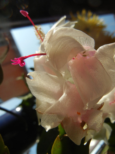 White Schlumbergera (2012, Nov.18) - Schlumbergera White