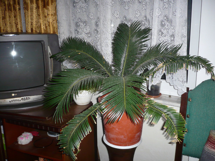 P1020517; Asa arata CYCASUL meu acum !
