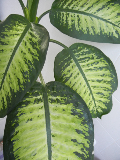 Dieffenbachia Tropic Snow (2012, Nov.18) - Dieffenbachia Tropic Snow