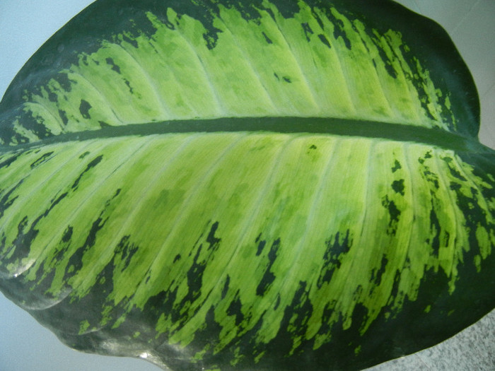 Dieffenbachia Tropic Snow (2012, Nov.18) - Dieffenbachia Tropic Snow