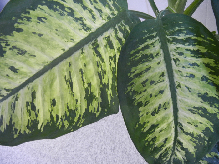 Dieffenbachia Tropic Snow (2012, Nov.18)