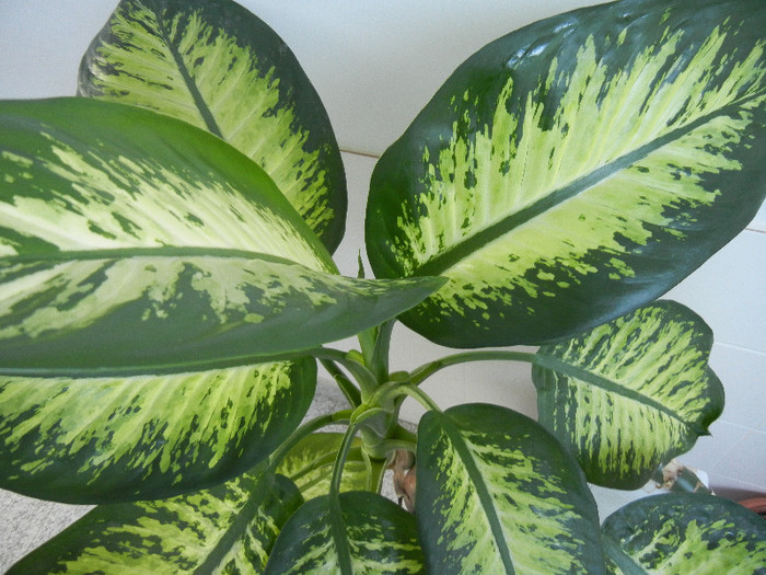 Dieffenbachia Tropic Snow (2012, Nov.18) - Dieffenbachia Tropic Snow