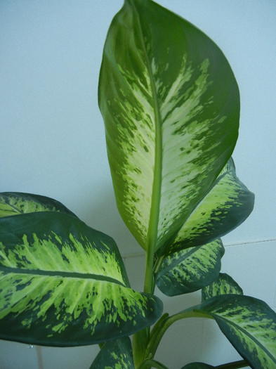 Dieffenbachia Tropic Snow (2012, Nov.18) - Dieffenbachia Tropic Snow