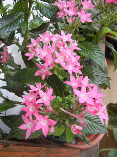 Pentas Graffiti Bright Red (2012, Nov.18)