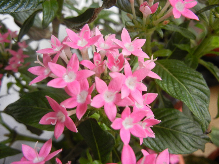 Pentas Graffiti Bright Red (2012, Nov.18) - Pentas Graffiti Red Bright