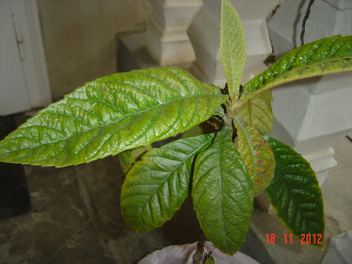 eriobotrya japonica? - 0-CUNOASTE CINEVA ACEASTA PLANTA