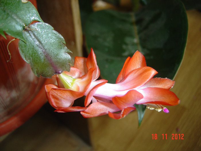 Picture 722 - 0-CRACIUNITE