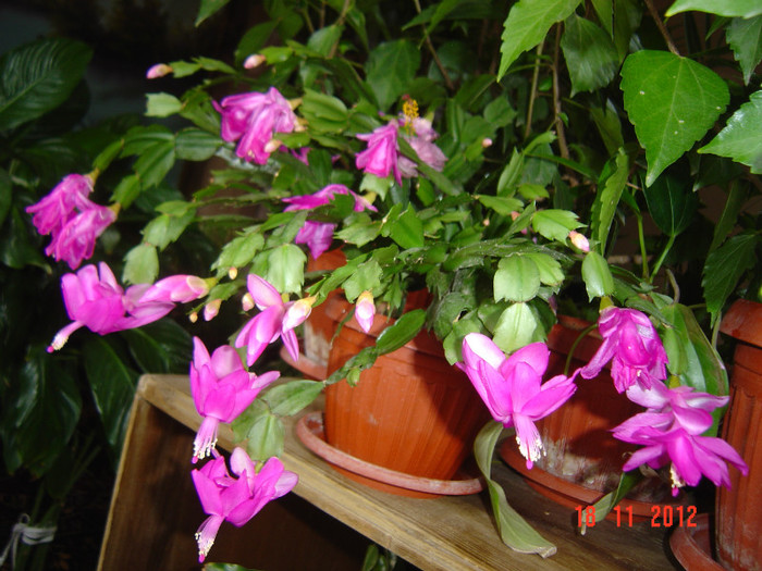 Picture 717 - 0-CRACIUNITE