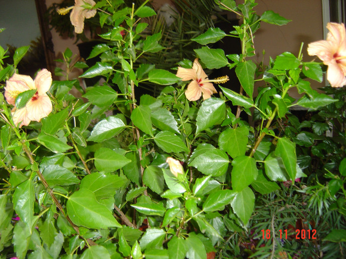 Picture 723 - 09-2012-HIBISCUS