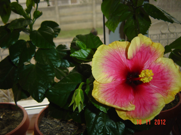 Picture 726 - 09-2012-HIBISCUS