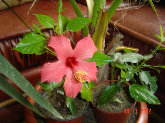 Picture 730 - 09-2012-HIBISCUS