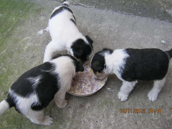 IMG_0879 - catelusa fox-terrier