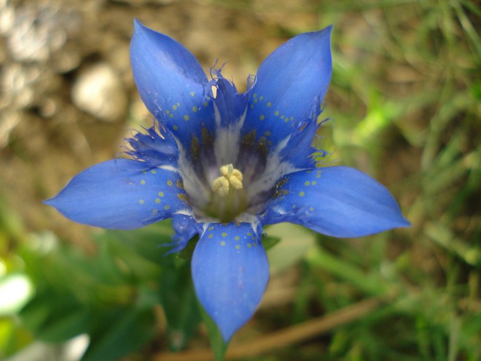 gentiana septemfida, 10.11.2012