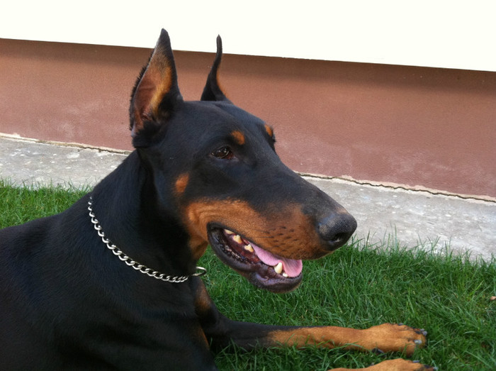 IMG_1310 - DOBERMANITA LA 3 ani