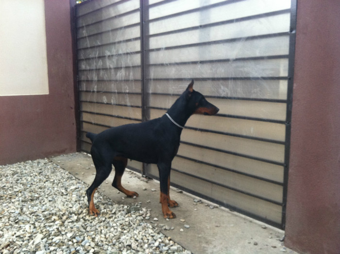 IMG_1324 - DOBERMANITA LA 3 ani