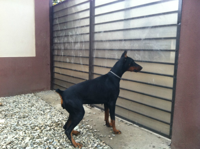 IMG_1325 - DOBERMANITA LA 3 ani