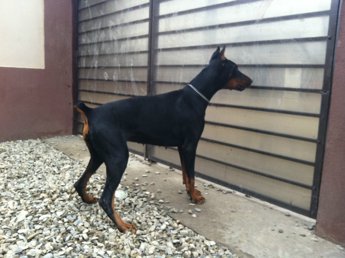 IMG_1326 - DOBERMANITA LA 3 ani