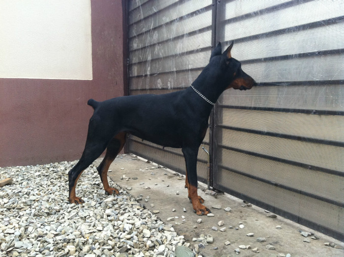 IMG_1338 - DOBERMANITA LA 3 ani