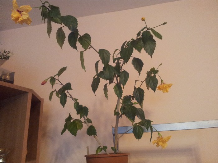altoit - plantele mele