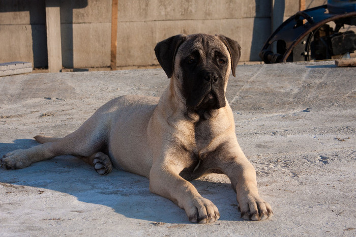 Bullmastiff 4 luni