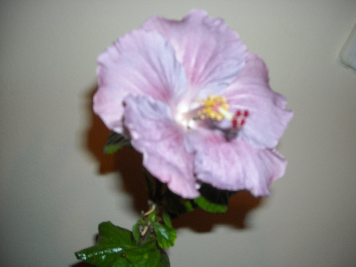 Hibiscus Cajun Blue