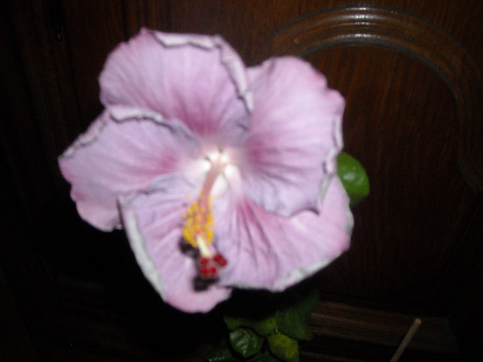 Hibiscus Cajun Blue