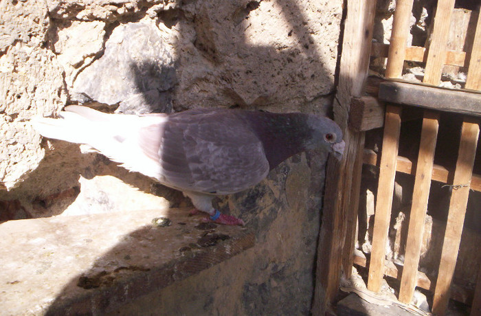 100_2216  ,M 2009 ,25 lei; vandut
