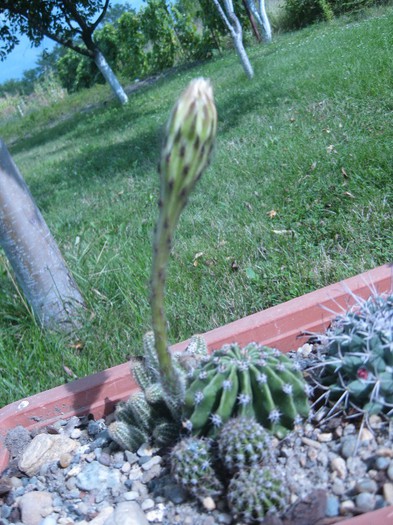 Echinopsis; 07.2012
