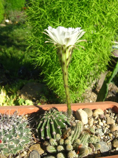 Echinopsis; 07.2012
