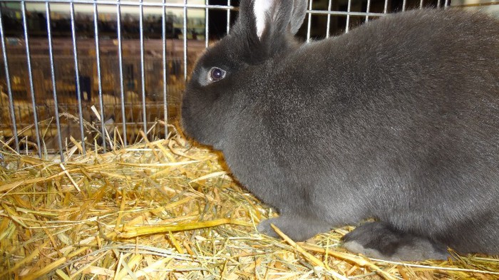 expo ungaria 2012 (27)